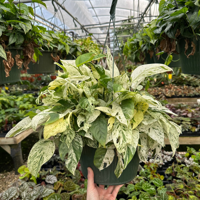 Epipremnum pinnatum "Marble"