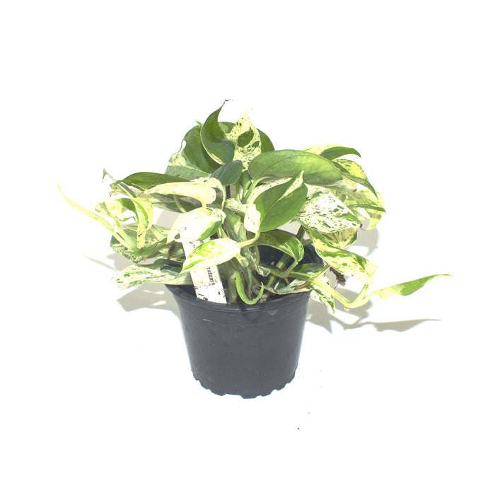 Epipremnum pinnatum "Marble"