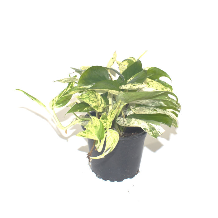 Epipremnum pinnatum "Marble"