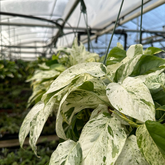 Epipremnum pinnatum "Marble"