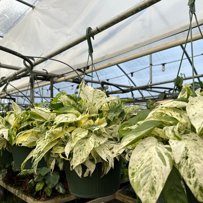 Epipremnum pinnatum "Marble"