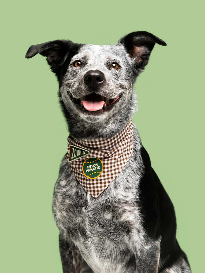 Fetch Fanatic Badge