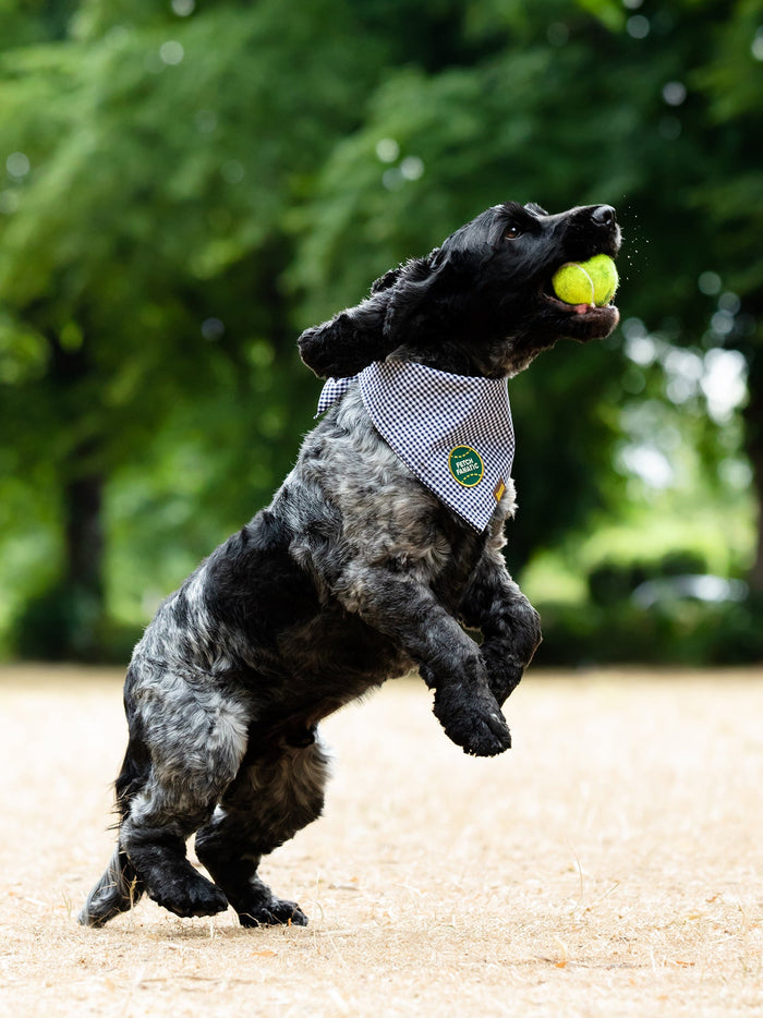 Fetch Fanatic Badge