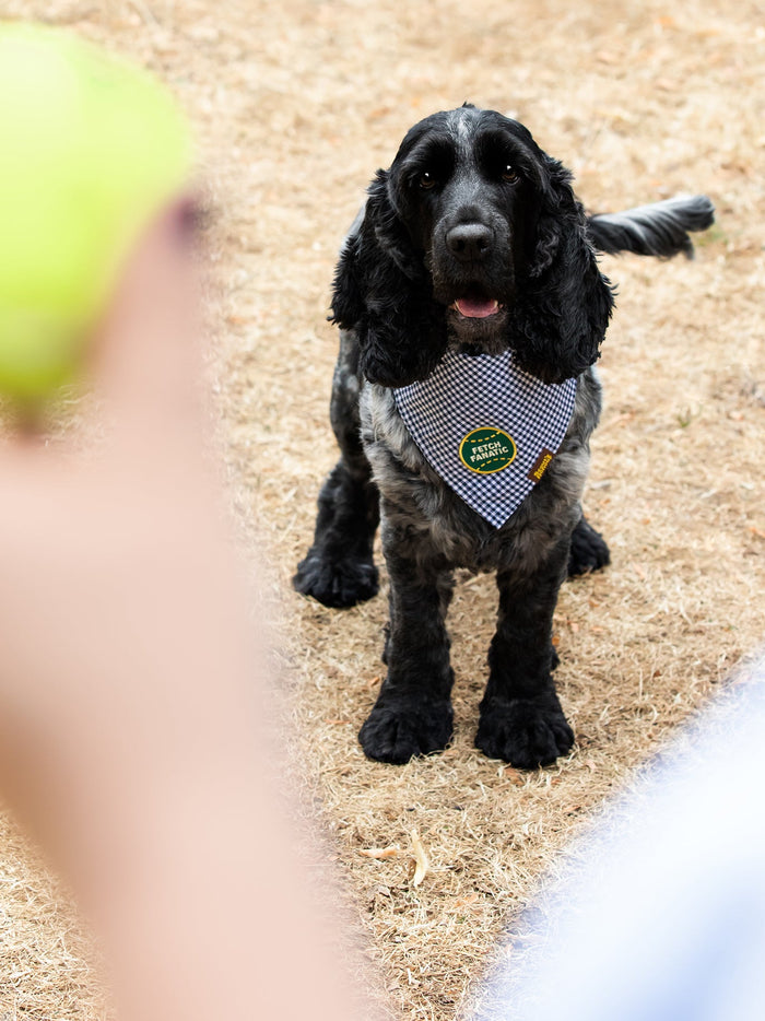 Fetch Fanatic Badge