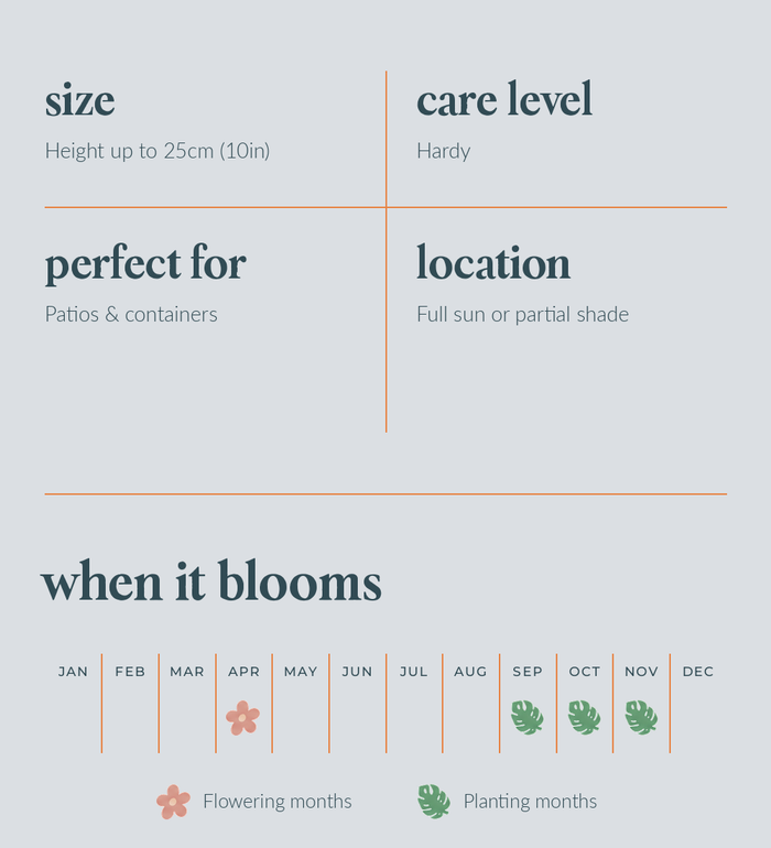 Garden Hyacinth Bulbs - size, care level, ideal position and flowering months