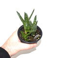 Gasterhaworthia 'Royal Highness'