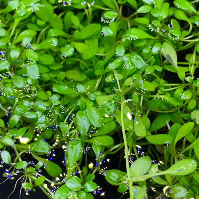 Vibrant Glossostigma elatinoides with glossy green leaves and blue flowers floating on water