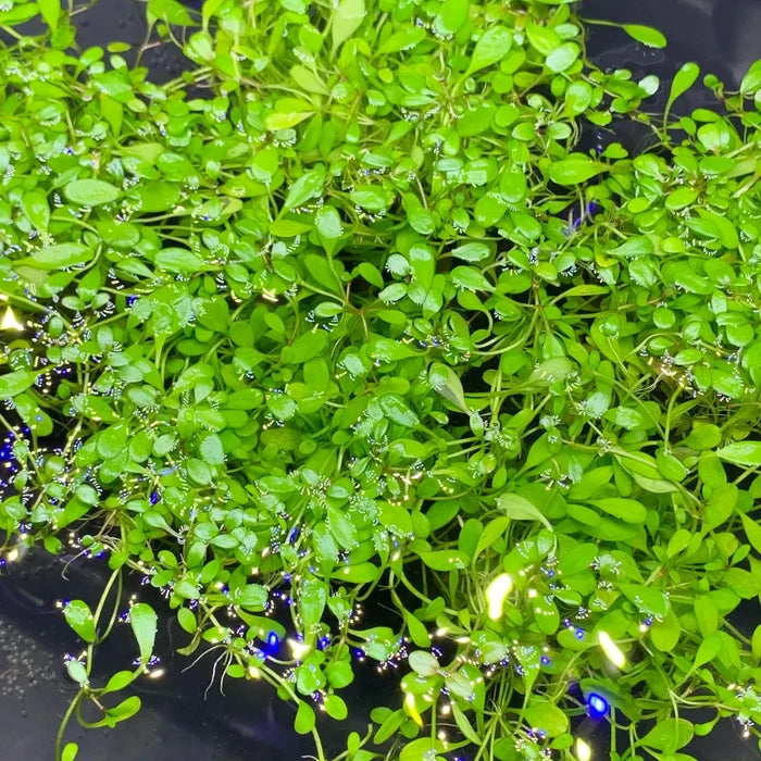 Vibrant Glossostigma Elatinoides aquatic plant with delicate rounded leaves in water