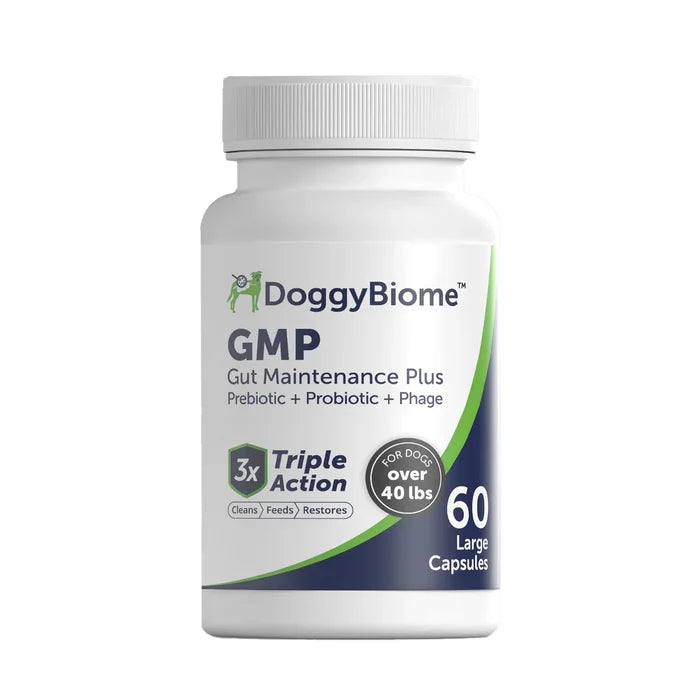 Gut Maintenance Saccharomyces boulardii (GMP)