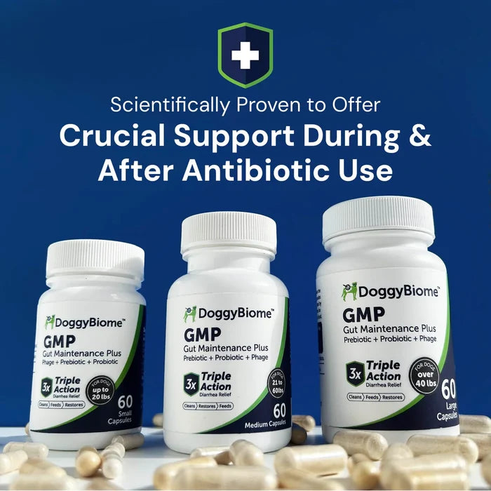 Gut Maintenance Saccharomyces boulardii (GMP)