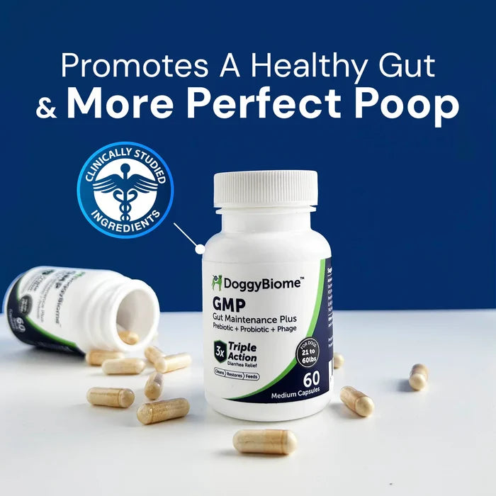 Gut Maintenance Saccharomyces boulardii (GMP)