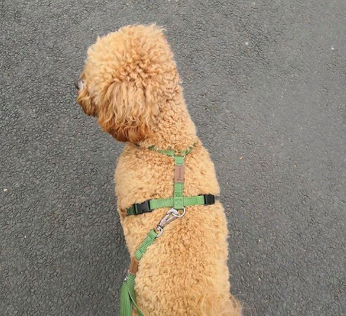 Haqihana Harness - Green