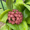 A close-up of Hoya 'Evy' flowers with maroon corollas and soft pink coronas, surrounded byelliptical green leaves with visible water droplets.