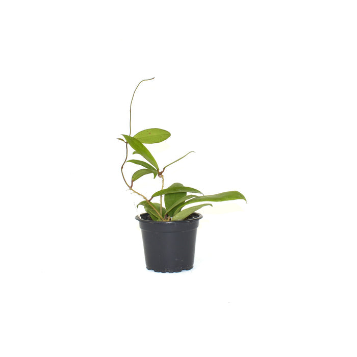 Hoya 'Evy'