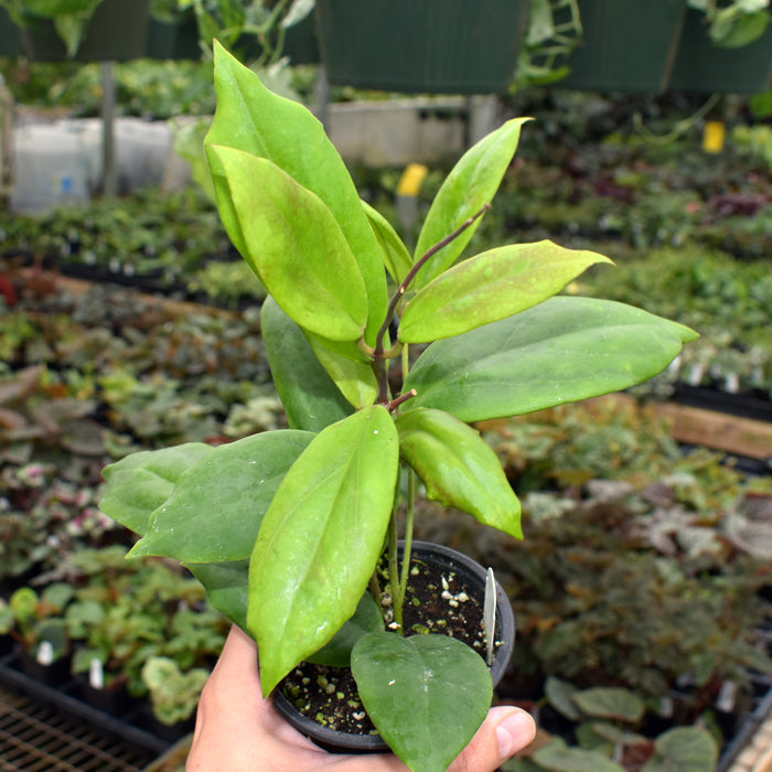 Hoya incrassata