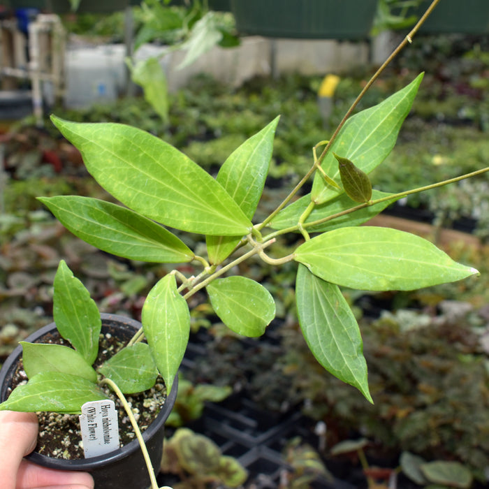 Hoya nicholsoniae (White Flower)