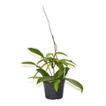 Hoya pubicalyx "Bangkok Black Beauty"