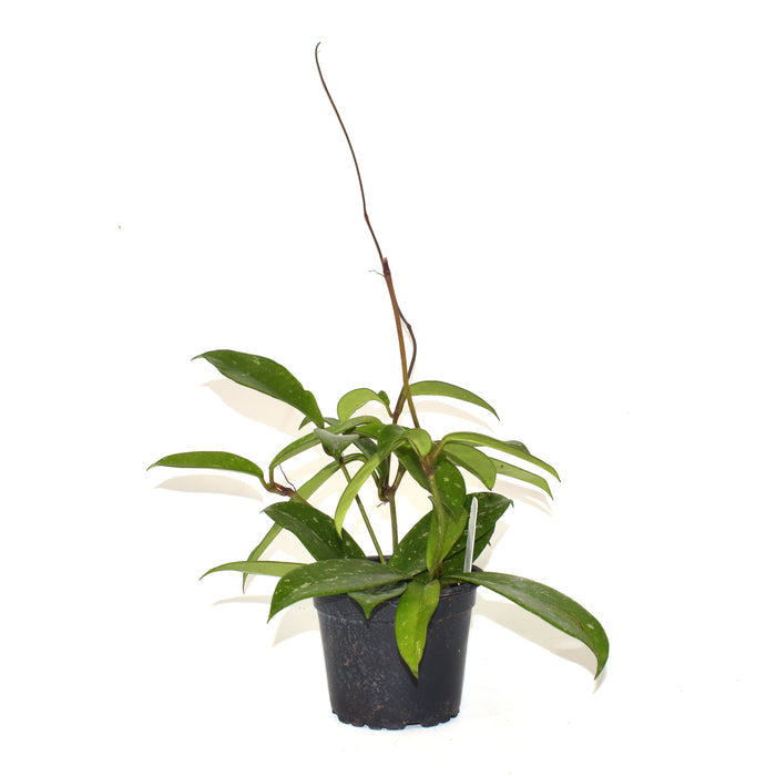 Hoya pubicalyx "Bangkok Black Beauty"