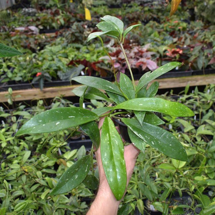 Hoya pubicalyx "Bangkok Black Beauty"