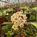 Hoya verticillata