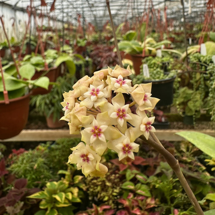 Hoya verticillata