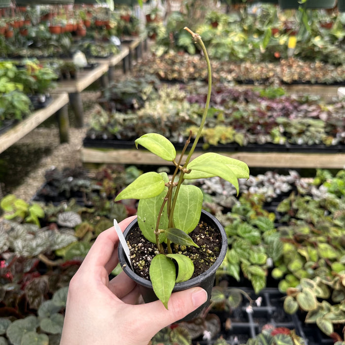 Hoya verticillata