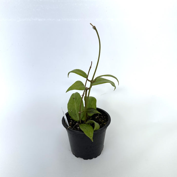 Hoya verticillata