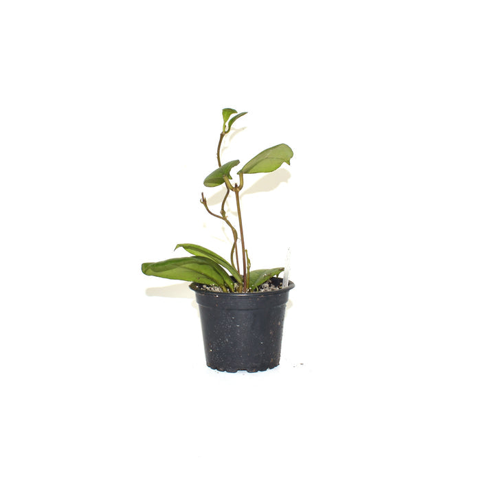 Hoya 'Viola'