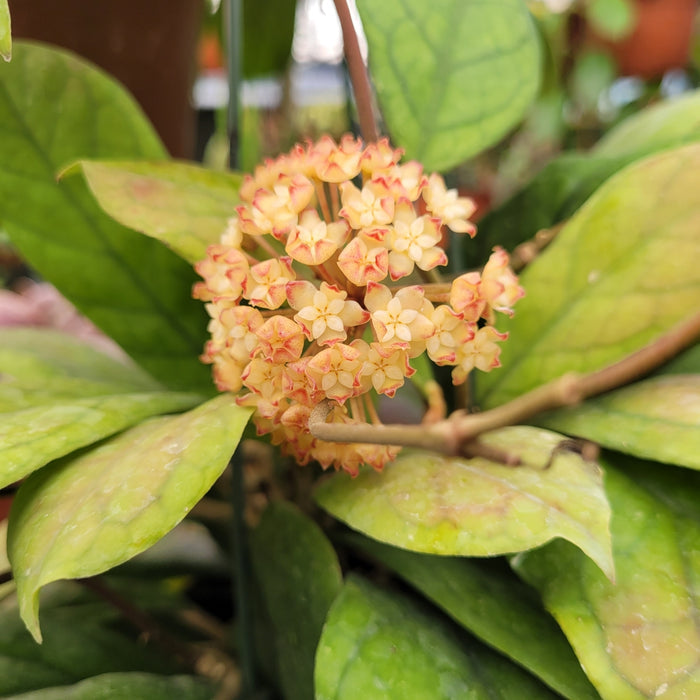 Hoya 'Viola'