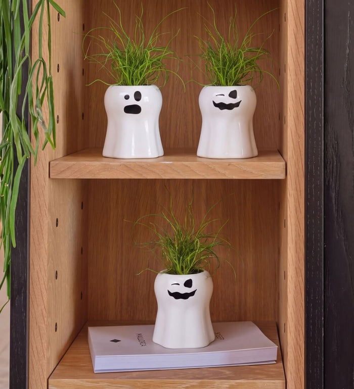 Juncus Spiralis in Ceramic Ghosts