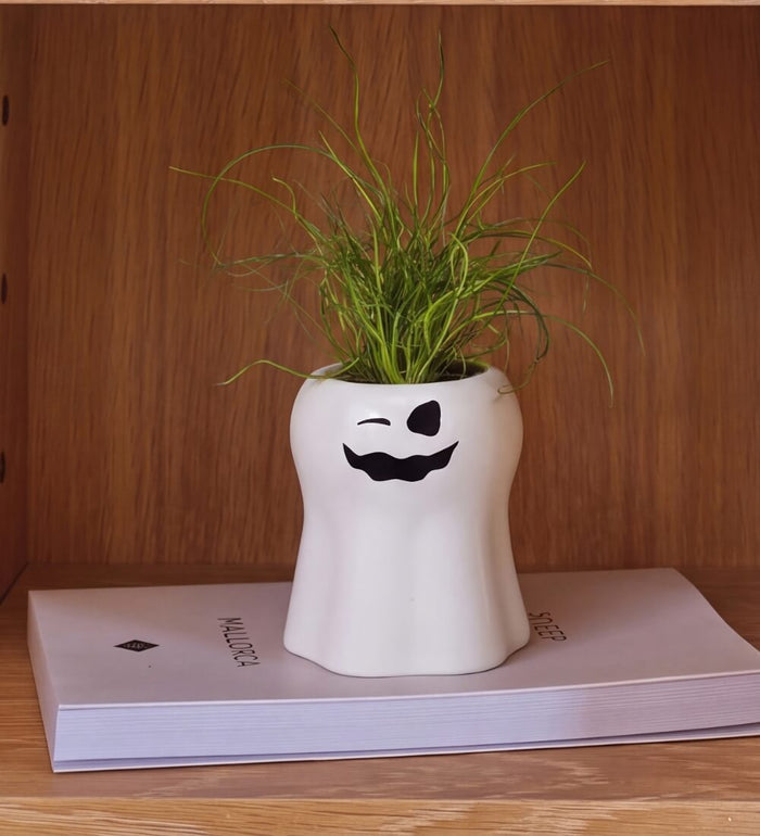 Juncus Spiralis in Ceramic Ghosts