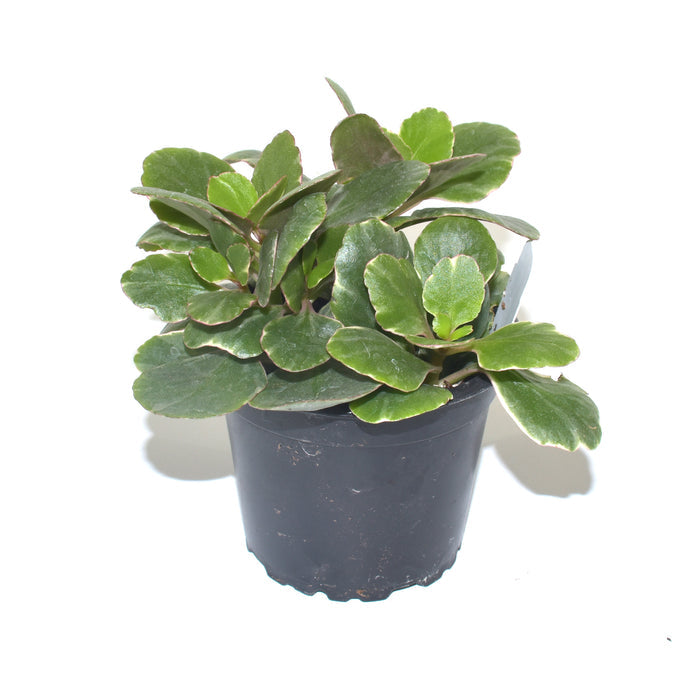 Kalanchoe blossfeldiana