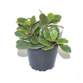 Kalanchoe blossfeldiana