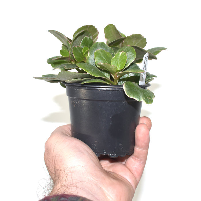 Kalanchoe blossfeldiana