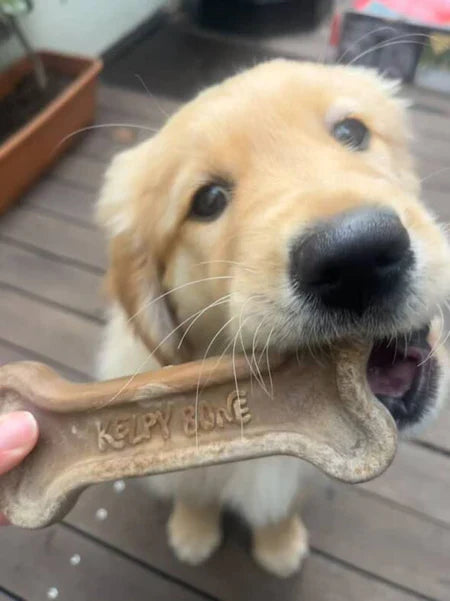 Kelpy Bone
