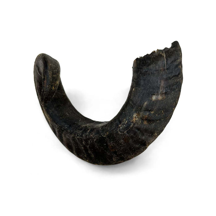 Lamb Horn