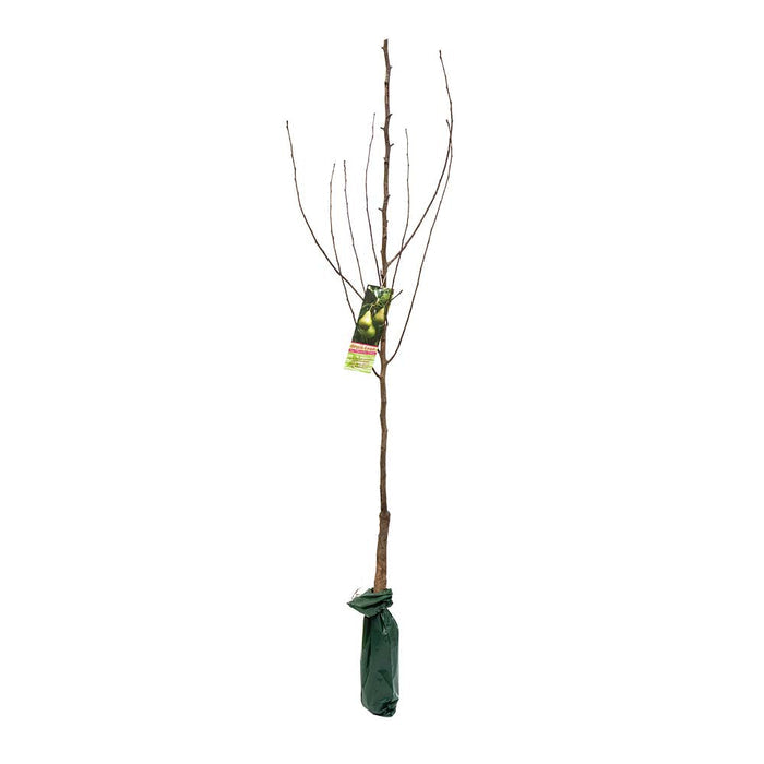 Large Fruit Tree