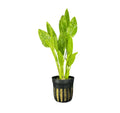 Marble Queen Radican Sword Pot with green leafy aquatic plant