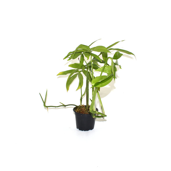 Monstera subpinnata - 3.5" Pot
