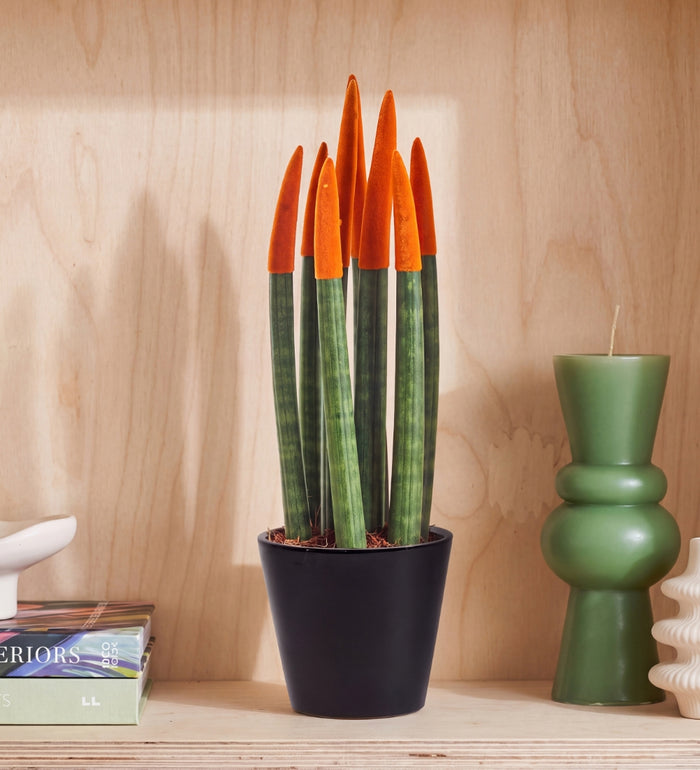 Orange Velvet Dipped Snake Plant & Pot