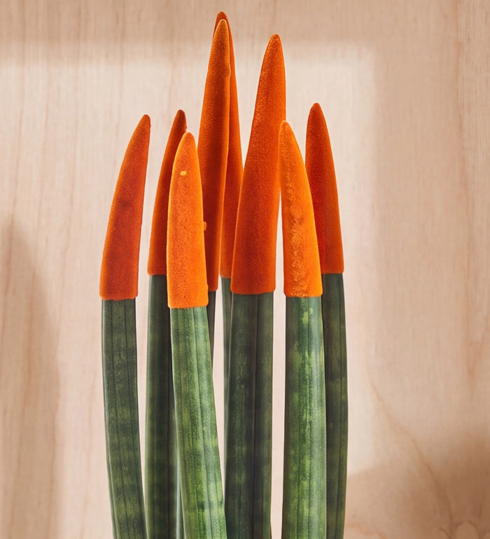 Orange Velvet Dipped Snake Plant & Pot