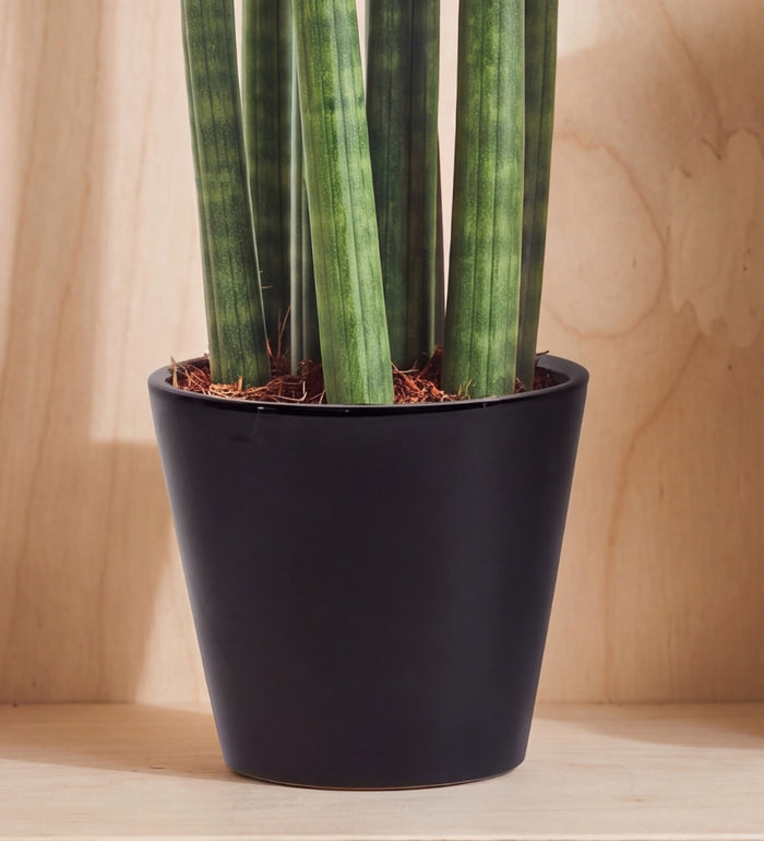 Orange Velvet Dipped Snake Plant & Pot
