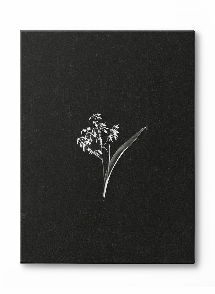Petals in the Dark, Canvas