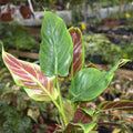 Philodendron subhastatum - 3.5" pot