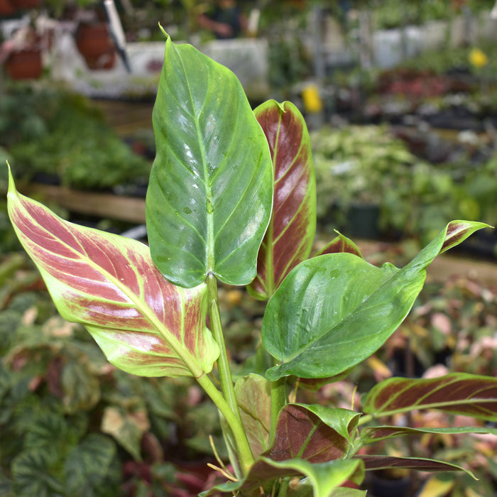 Philodendron subhastatum - 3.5" pot