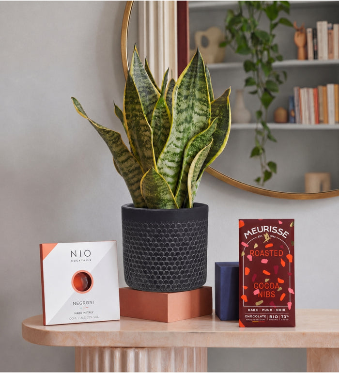 Plant Dad Bundle