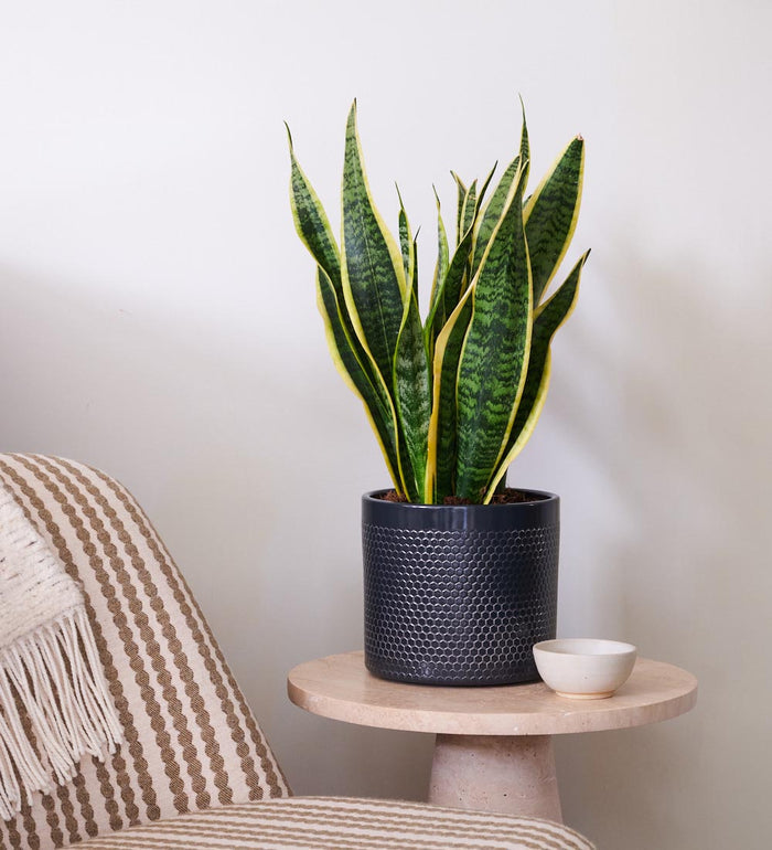 Plant Dad Bundle