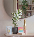 Plant Mum Bundle