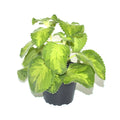 Plectranthus amboinicus 'Ocher Flame' (Yellow Variegated C Oregano)