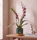 Red Orchid & Green Pot